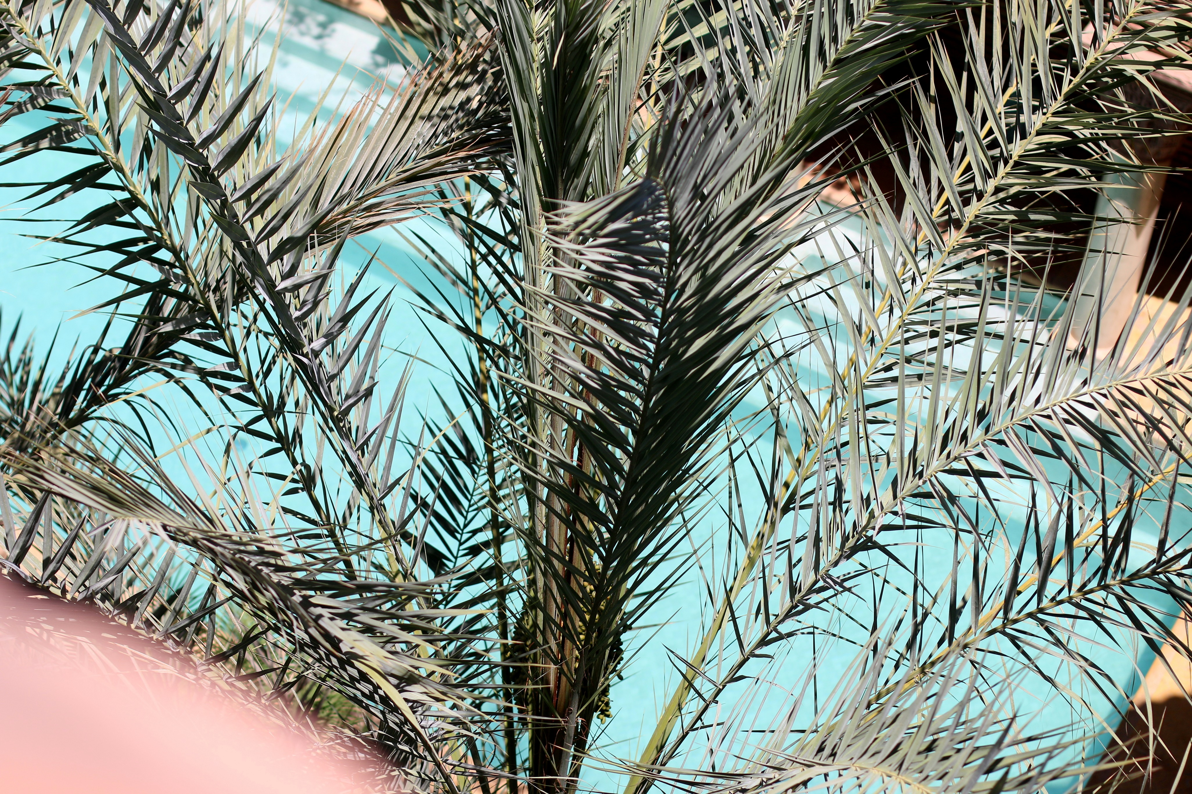 la sultana marrakech pool riad patio palms travelblog hotel review experience travelblogger